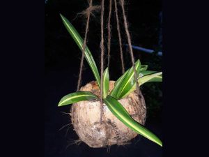 cara membuat pot dari sabut kelapa