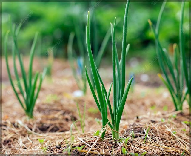 Budidaya Bawang Daun Peluang Seru untuk Anak Muda!