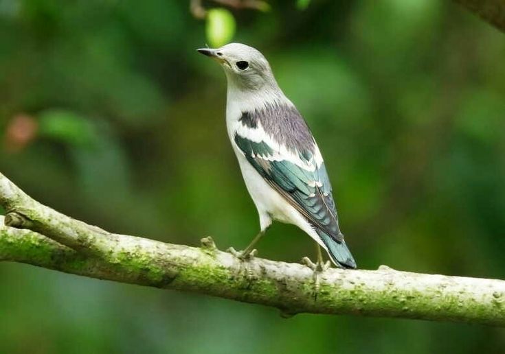 aneka pakan burung