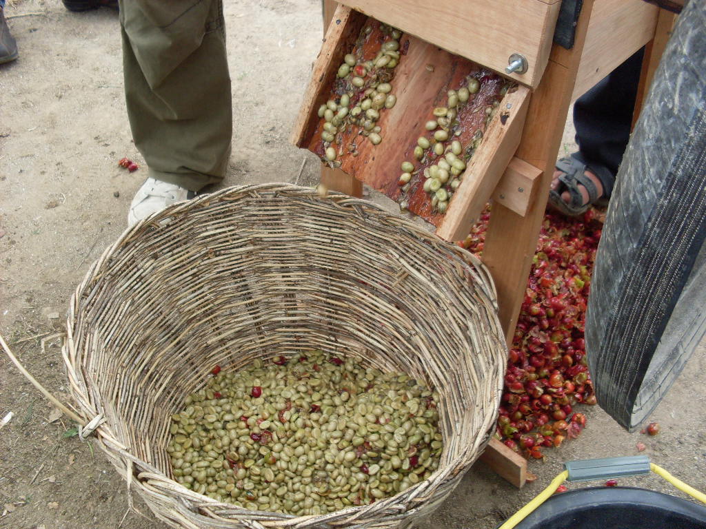 Proses Pengupasan Biji Kopi